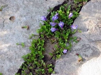 Plants between rocks.