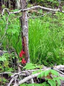 Tree in woods.