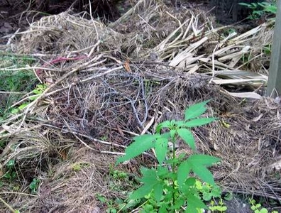 Compost pile.