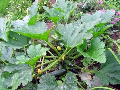 Squash plant.