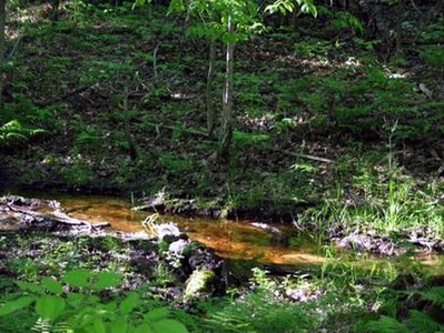 River in forest.