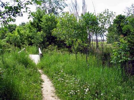 Path through medow.