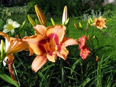 Day Lilly.