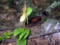 Forest Lily.